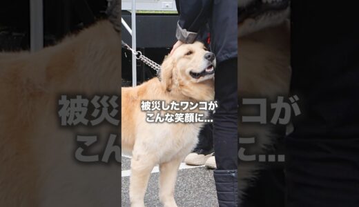 能登半島地震から2ヶ月...被災犬たちの今