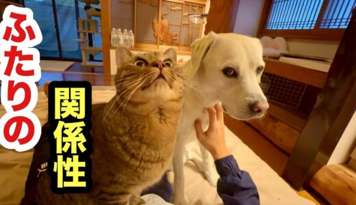 動画にできなかった犬と猫の関係をお話しします