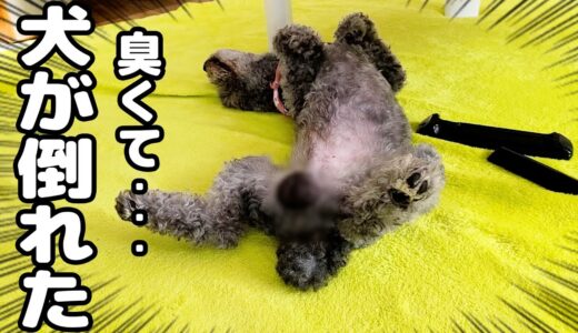 うんち直後の猫のお尻の臭いを嗅いだ結果こうなりました…