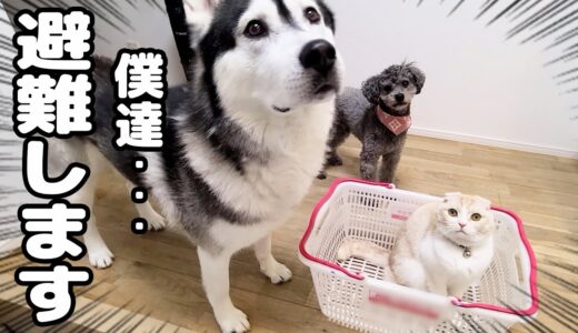 突然の揺れに地震を感じ犬が猫を連れて避難…