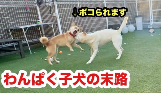 いたずら子犬が先住犬に怒られる５秒前