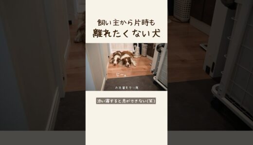 大きな超甘えん坊犬と暮らすとこうなります😂笑【ボーダーコリー・オーストラリアンシェパード】 #shorts