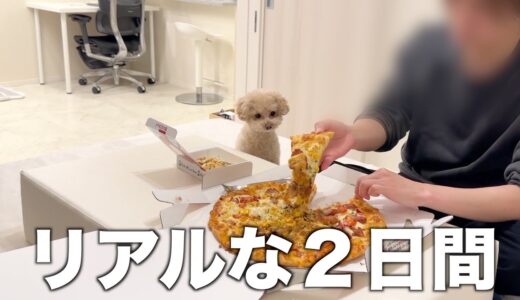 犬としか会話してない一人暮らし社会人男の週末【トイプードル】