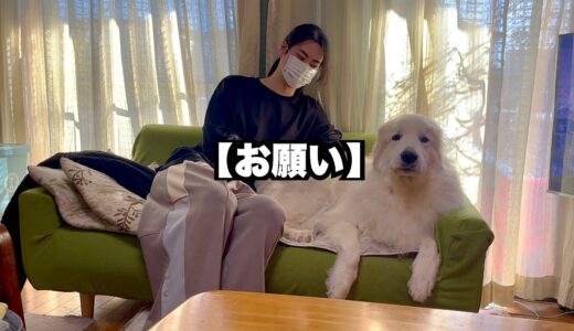 【お願い】犬に石を投げないでください。とても危ないです。