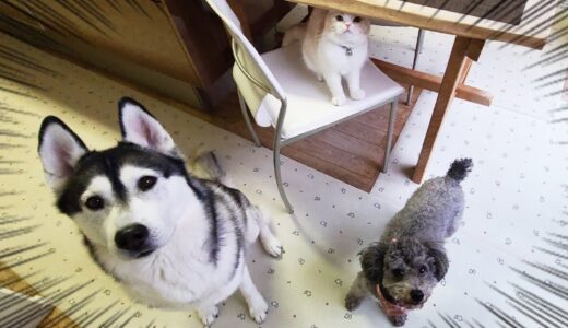 猫が犬を連れて何かを必死に訴えてくるのでついて行くと…