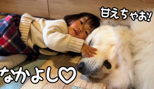 【仲良し♡】妹が顔を寄せて甘えてきたら10倍にして甘え返しちゃう超大型犬が可愛い♪｜グレートピレニーズ＆オールドイングリッシュシープドッグ＆トイプードル