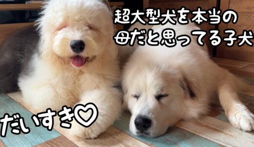 【好き！】本当の母親のように慕う超大型犬と一緒にねんねするだけでこんなに笑顔になっちゃう子犬が可愛いすぎました♡｜グレートピレニーズ&オールドイングリッシュシープドッグ&トイプードル