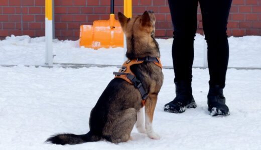 トレーナーさんが好きすぎて、ずっと忠犬するチャーリー