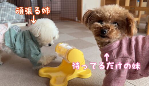 要領の良い妹犬