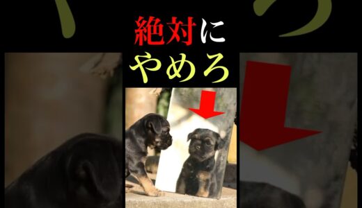 犬に鏡を見せてはいけない理由#shorts