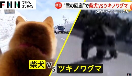 【独自】“雪の回廊”で柴犬VSツキノワグマ GWのドライブ中に突然　早い冬眠明け 各地でクマ目撃