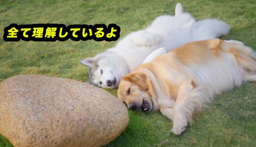 飼い主の言葉を理解して、一つずつ犬語で返すハスキー犬