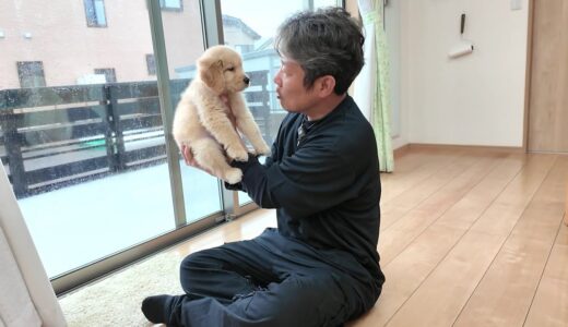 病気の治療開始と決意。皆さんに大切なお願いがあります。【Golden Retriever japan】