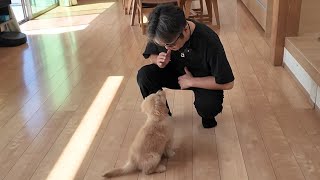 やっぱり天才犬？あっという間に覚えちゃうんです。【Golden Retriever japan】