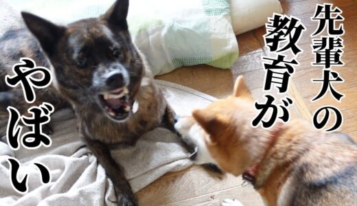 甲斐犬先輩が怖すぎてビビる柴犬【柴犬・甲斐犬】