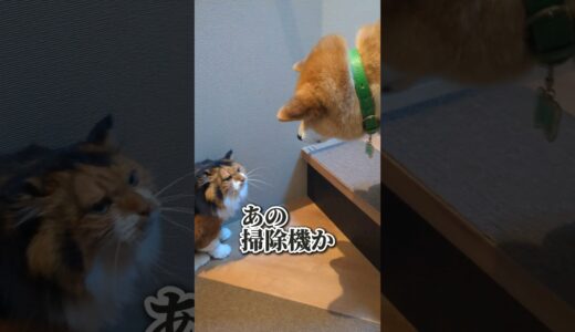 ブラックアヒル号の悲劇2 #柴犬スティーブ #犬猫アテレコ