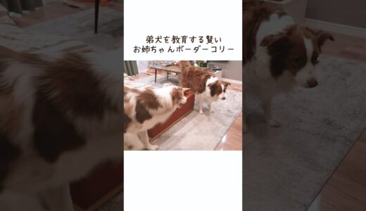 加減がわからない弟犬を教育する先住犬が賢い！！【ボーダーコリー・オーストラリアンシェパード】 #shorts