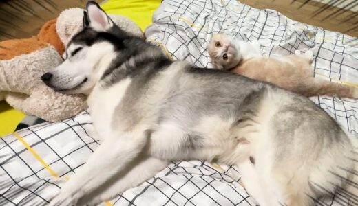 お布団を敷いたら待ちきれず犬と猫がこうなってました…