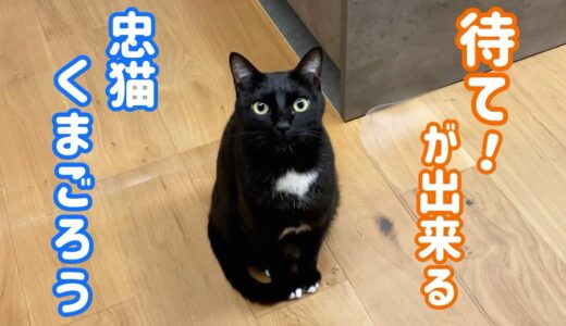 パパが大好きすぎて､犬になった猫の姿がこちら‼︎