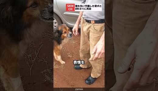 職を失って手離した犬と8年ぶりの再会