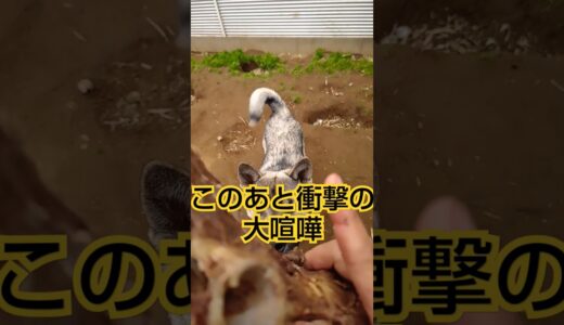 紀州犬と四国犬がマジ喧嘩#いぬのきもち#犬のいる暮らし#日本犬