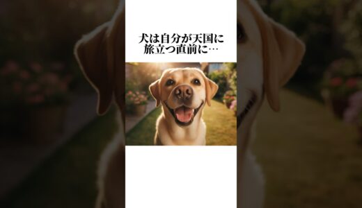 犬の気持ちの秘密が可愛すぎて…😢犬の知って損しない秘密5選🤫