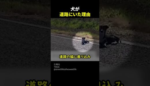 犬が道路にいた理由　#shorts #感動 #いい話 #泣ける話 #動物