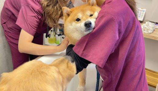 注射を打たれて泣き叫ぶ柴犬を心配してすぐに駆け寄るゴールデンレトリバーが優しすぎました…