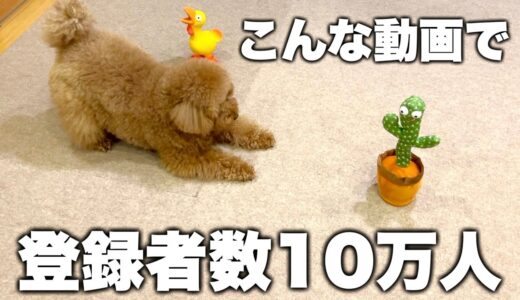 ㊗️うちの犬、インフルエンサー犬の仲間入りを果たす。