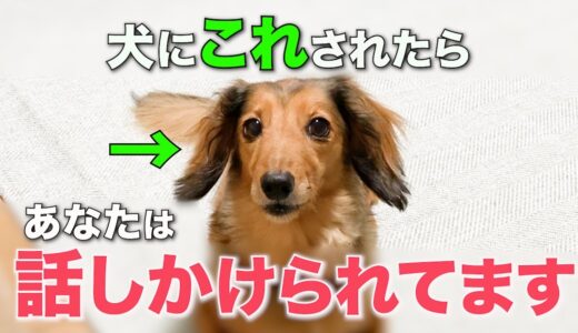 【完全版】犬がこの仕草をしたら、あなたに話しかけています。