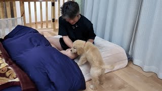 衝撃！犬と人間が信頼関係を築くとこうなるんです。【Golden Retriever japan】