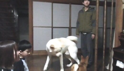 【秋田犬ゆうき】春休みのお兄ちゃんたちが遊びに来てくれたのでとても賑やかになりました♪【akita dog】