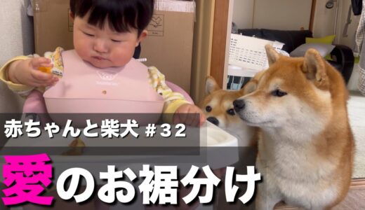 柴犬と育った赤ちゃん、自分のおやつを差し出すほど柴愛に溢れる