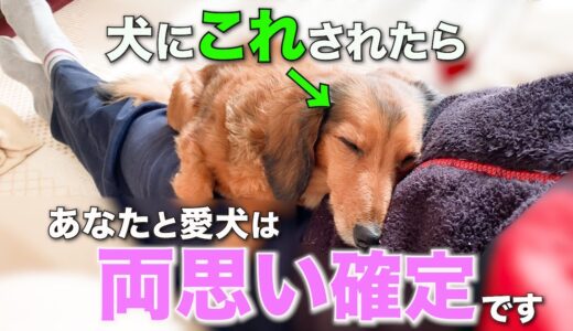 【徹底解説】飼い主と両思いな犬だけが見せる可愛らしい仕草6選