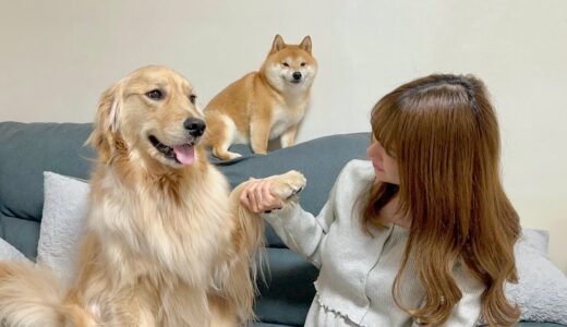 愛犬のためにやっと夢を叶えたママと一緒に喜んでくれる豆柴とゴールデンレトリバーが可愛すぎました…