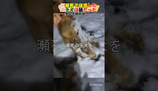 瀕死で保護した子犬は狼だったThe dying puppy we rescued was a wolf#dog #shorts#犬#wolf#狼