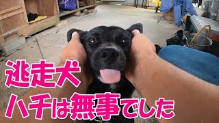 逃走犬ハチがウチに来た日のルーティン【ジャーマンシェパードと雑種犬と琉球犬の田舎暮らし】