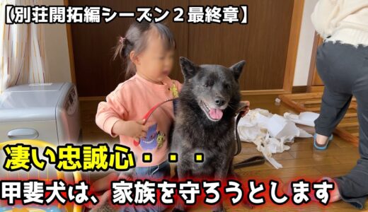 【ホッコリ】甲斐犬って、身を挺して守ってくれます