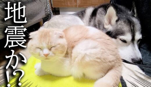 寝てる猫と犬の前で特大の屁をした結果…