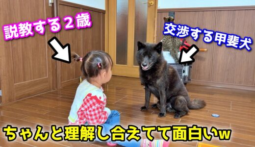 【ホッコリ】説教する２歳と、交渉する甲斐犬が面白すぎましたw