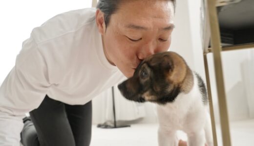 保護犬メイちゃんと暮らし始めました