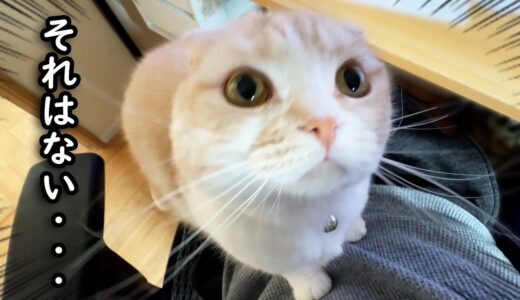 猫が急用で膝の上に乗ってまさかの行動に…