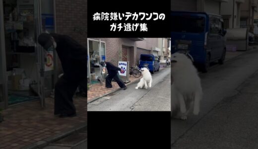 病院嫌いの超大型犬によるガチ逃げ集　#greatpyrenees #グレートピレニーズ #大型犬