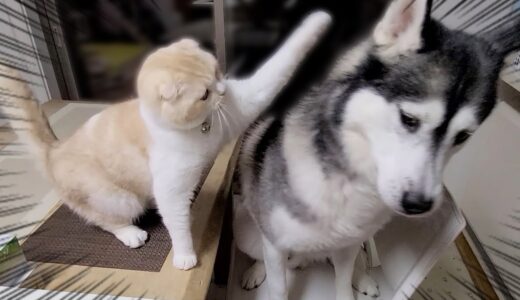 自分の席に犬が座ってたら猫がこうなっちゃいました…