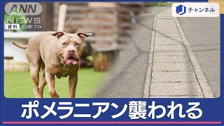 ポメラニアンと飼い主ら4人かまれる 襲撃した“ピットブルと似た雑種”…どんな犬?【スーパーJチャンネル】(2024年4月8日)