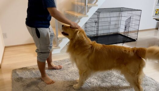 負傷したパパに介助犬のように離れなくなったゴールデンレトリバー