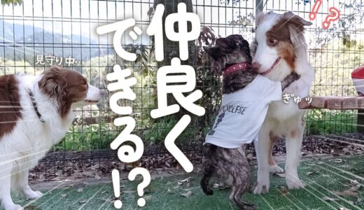 自分より小さいわんこに猛烈アタックされた大型犬！！その結果・・・【オーストラリアンシェパード・ボーダーコリー】