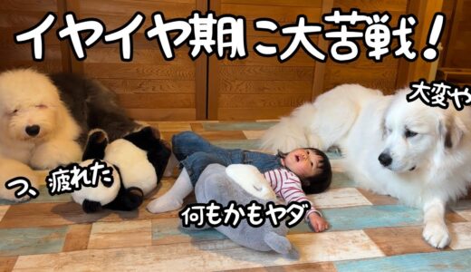 【魔のアレが…】ついに始まった妹のイヤイヤ期に困りながらも寄り添う超大型犬と子犬が優しすぎました｜グレートピレニーズ＆オールドイングリッシュシープドッグ＆トイプードル