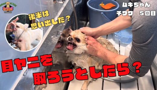 久しぶり噛み犬トリミング来店のチワワ！噛まれない方法を飼い主さんにも伝授！！