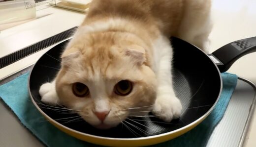 猫がフライパンから退いてくれないのでそのまま料理してみたら...